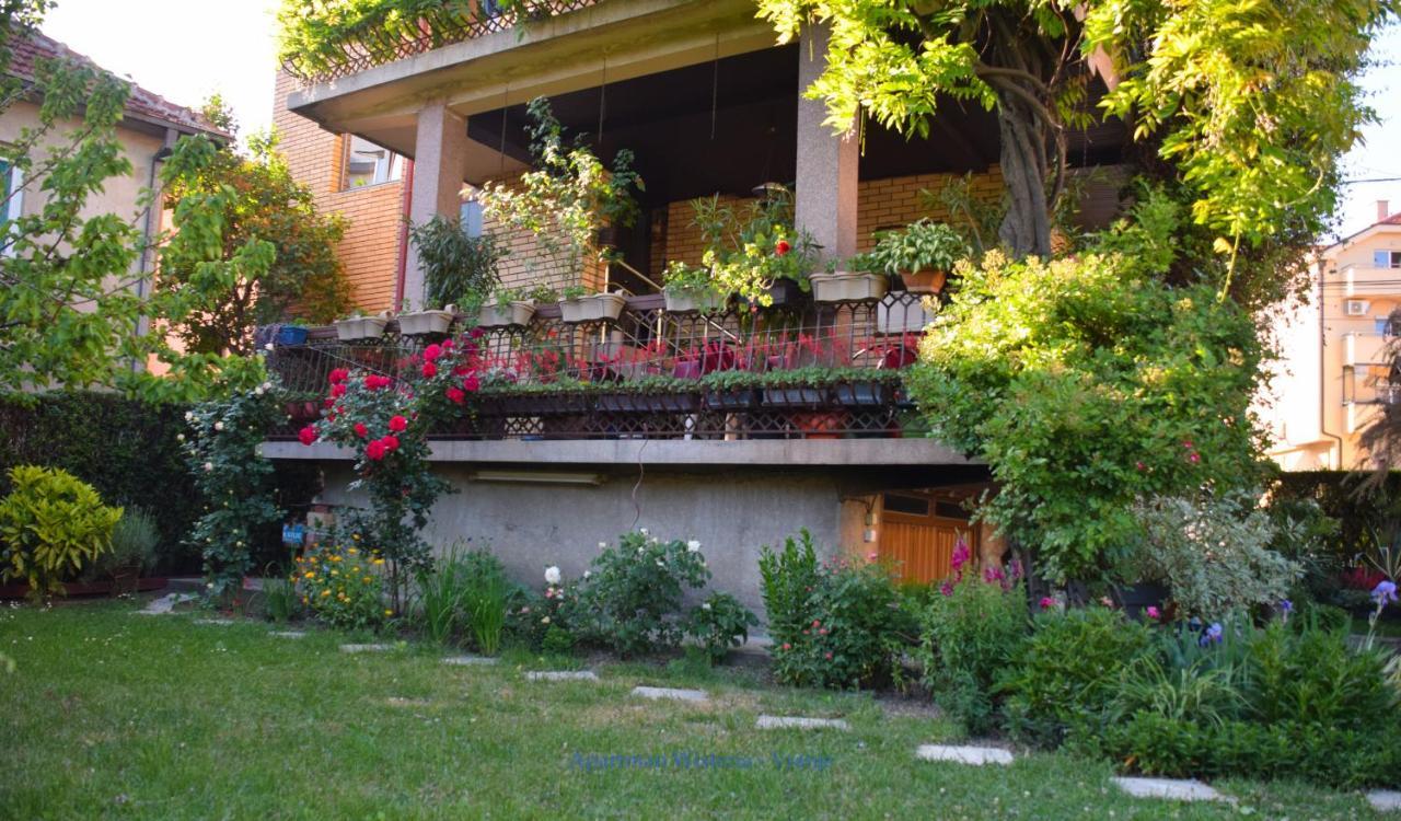 Wisteria Vranje
